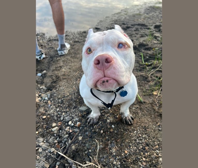 Apollo, an American Bully tested with EmbarkVet.com