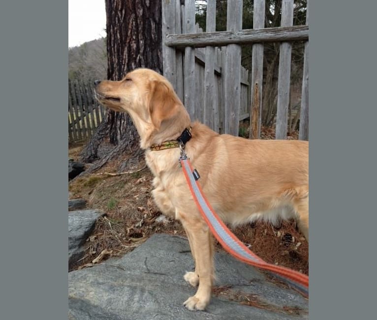 Keeper, a Golden Retriever and Catahoula Leopard Dog mix tested with EmbarkVet.com