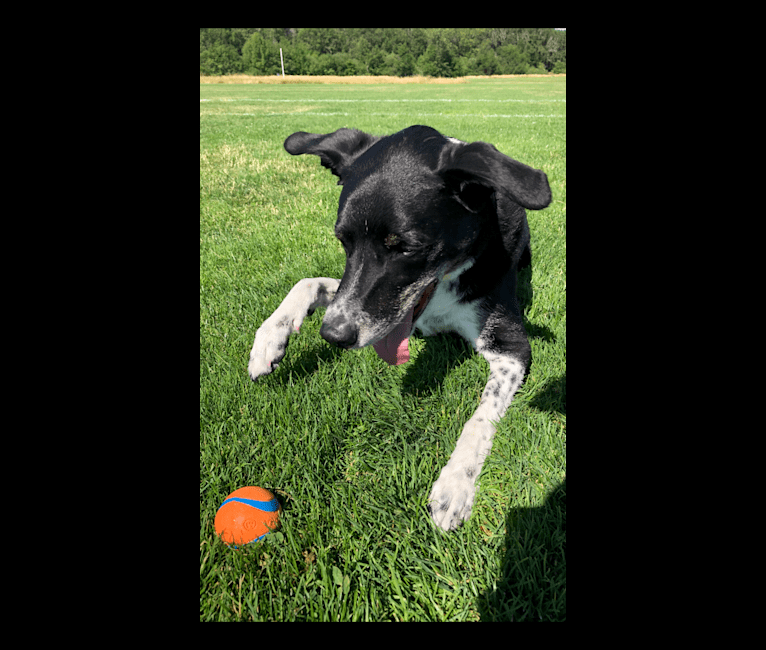 Photo of Sam, a Border Collie, American Pit Bull Terrier, and Golden Retriever mix in Medford, OR, USA