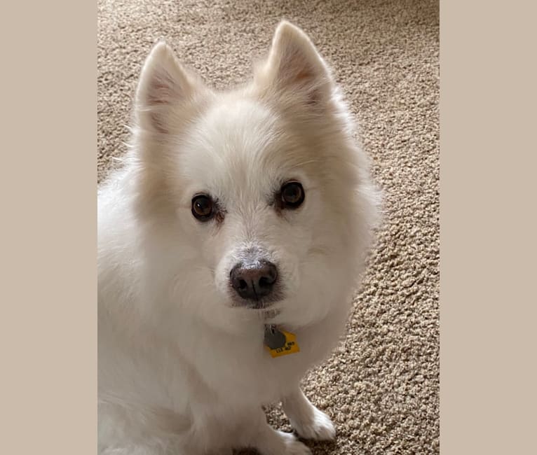 Bo, an American Eskimo Dog tested with EmbarkVet.com