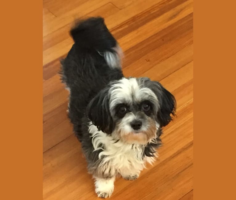 Shih tzu and mini pinscher cheap mix