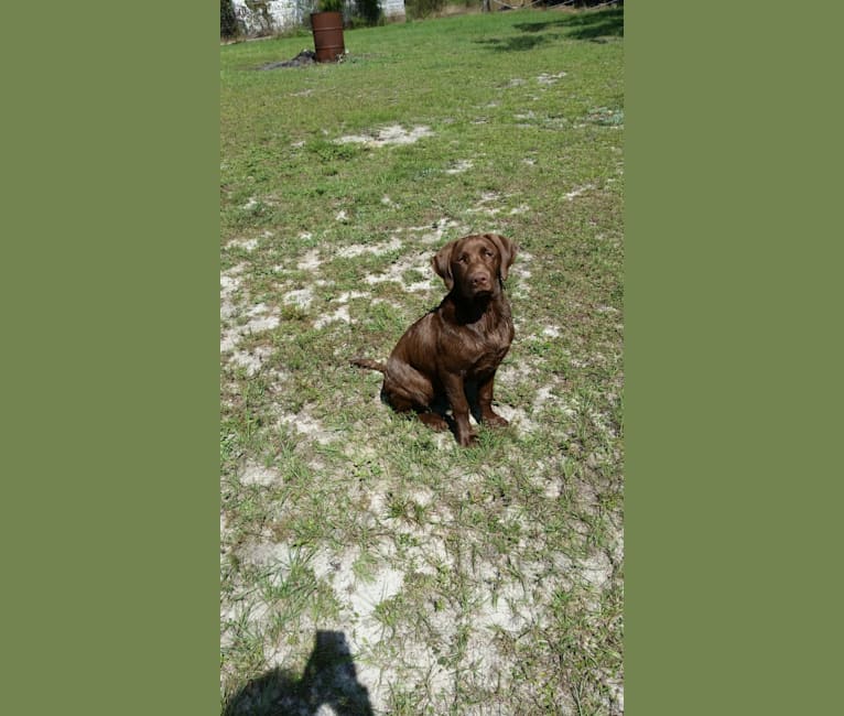 Belle, a Labrador Retriever tested with EmbarkVet.com
