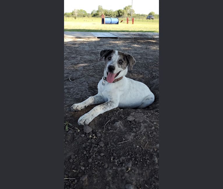 Photo of Goose, a Chow Chow, Australian Cattle Dog, and Mixed mix in Mathis, Texas, USA