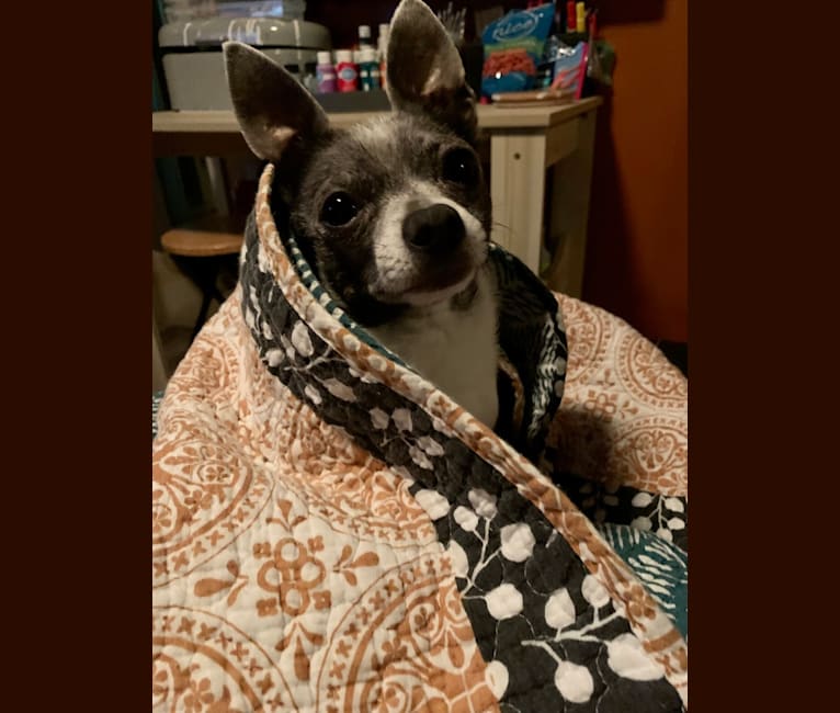 Yapa Roo, a Chihuahua and Rat Terrier mix tested with EmbarkVet.com