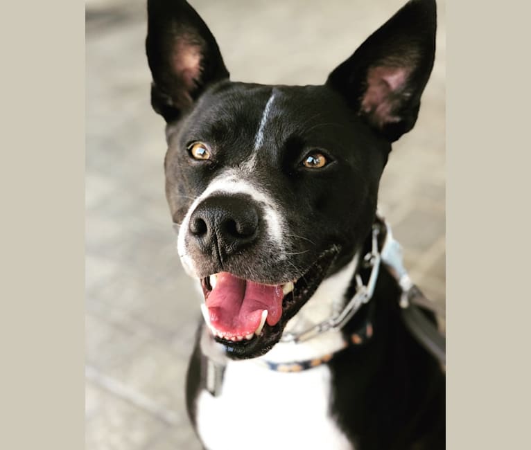 Karoo, a Staffordshire Terrier and Akita mix tested with EmbarkVet.com