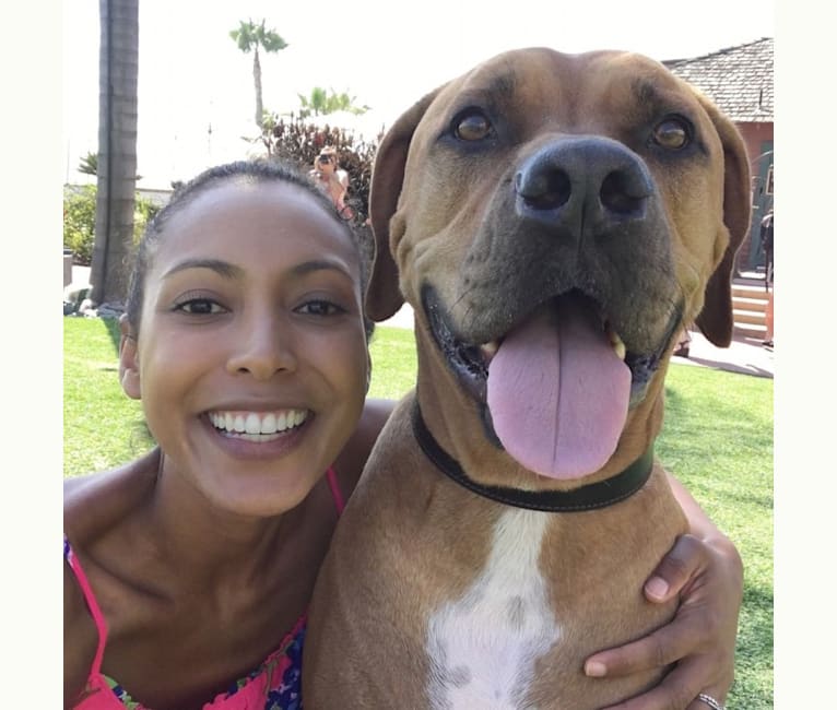 Rhodesian ridgeback x boxer 2025