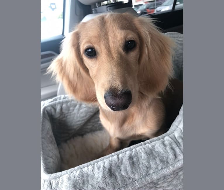 Oliver (Ollie) von Frederick, a Dachshund tested with EmbarkVet.com