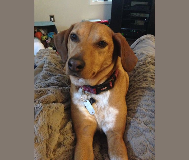 Susie, a Coonhound and Mixed mix tested with EmbarkVet.com
