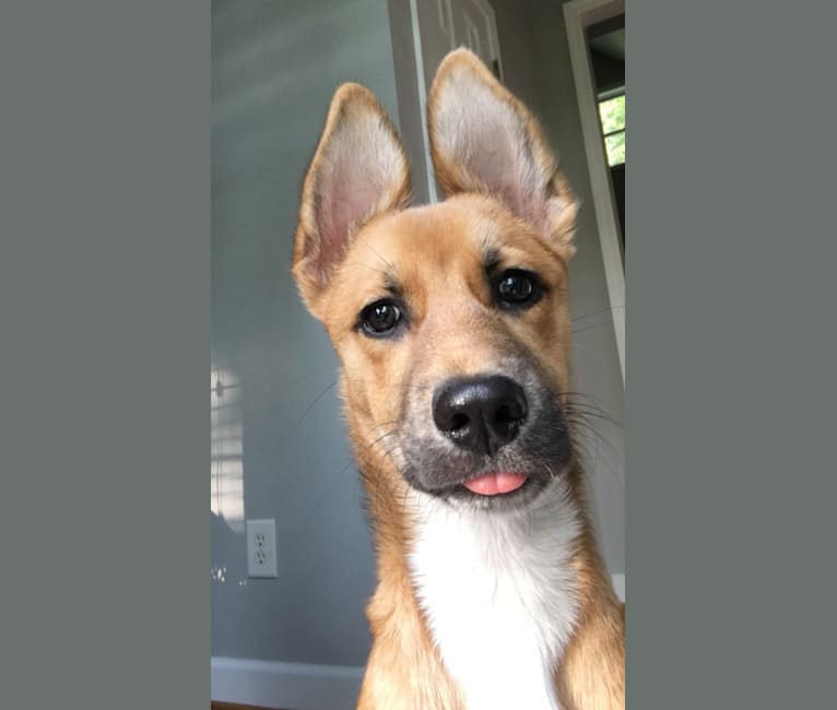 Embark Dog Dna Test Breed