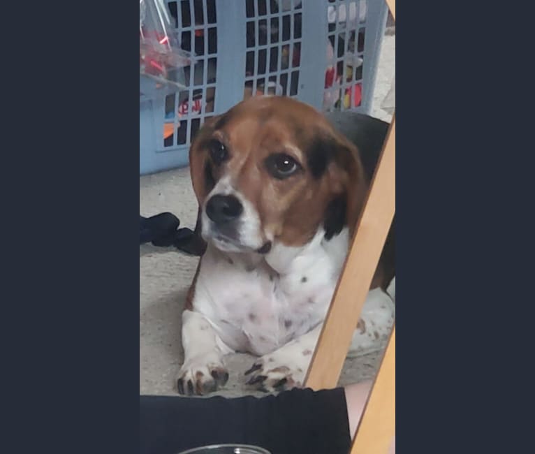 Remy, a Beagle tested with EmbarkVet.com