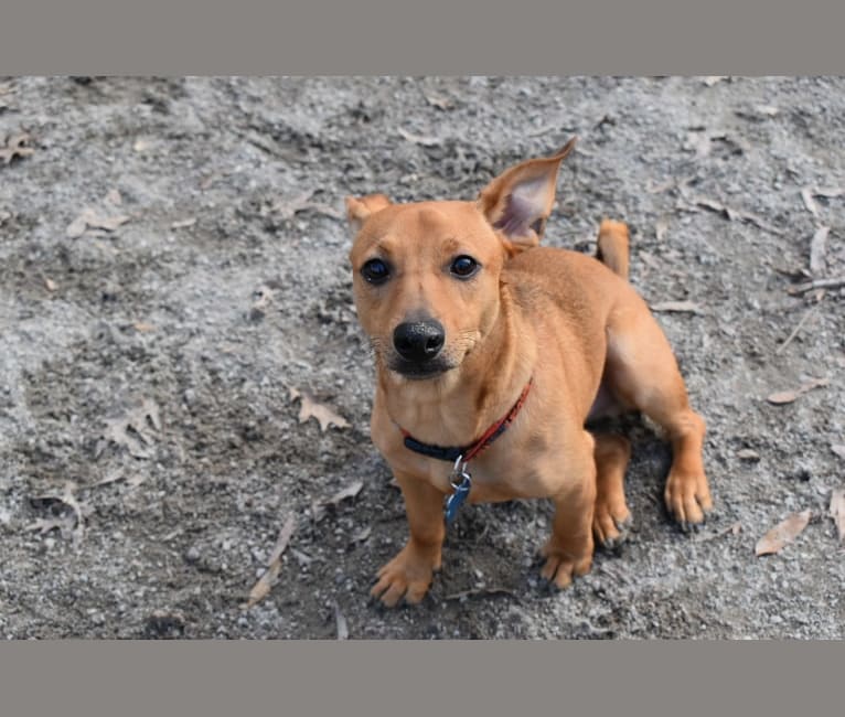 Mitch, a Chihuahua and Dachshund mix tested with EmbarkVet.com
