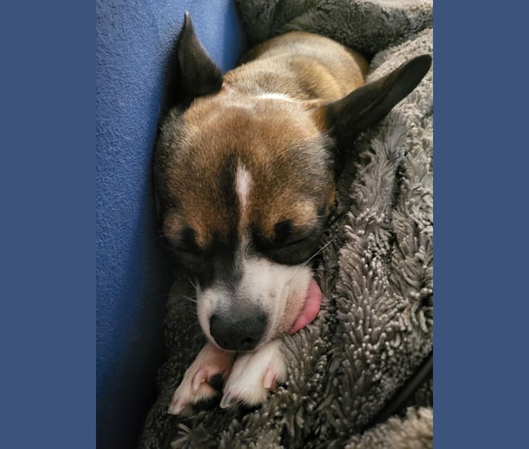 Cornelius, a Pug and Chihuahua mix tested with EmbarkVet.com