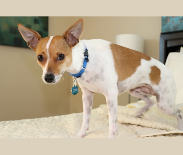 CoCo, a Chihuahua and Maltese mix tested with EmbarkVet.com