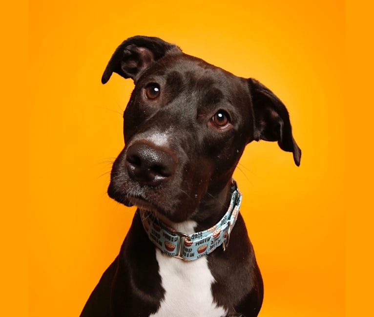 Porter, an American Pit Bull Terrier and American Staffordshire Terrier mix tested with EmbarkVet.com