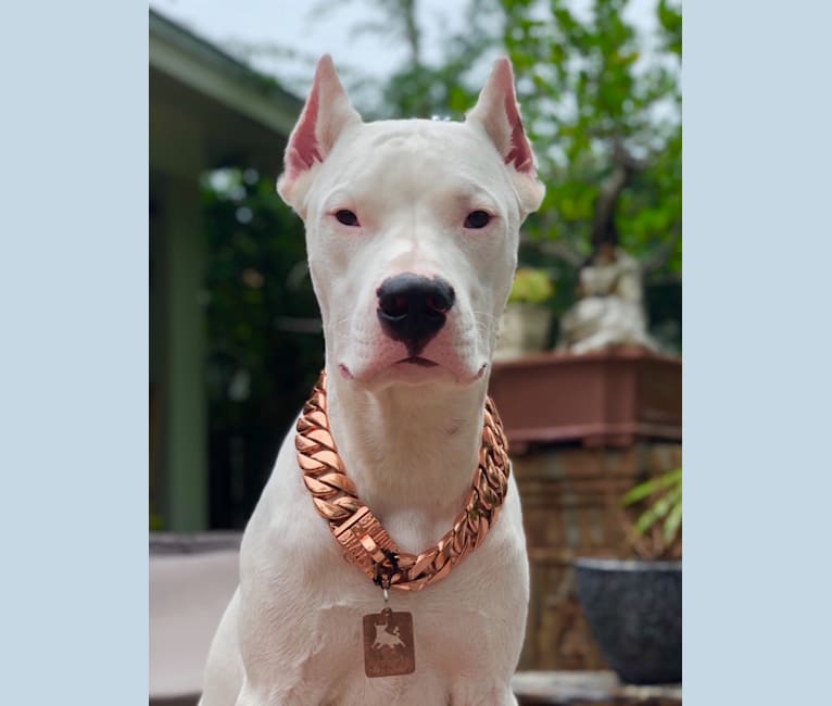 Toro León, a Dogo Argentino tested with EmbarkVet.com