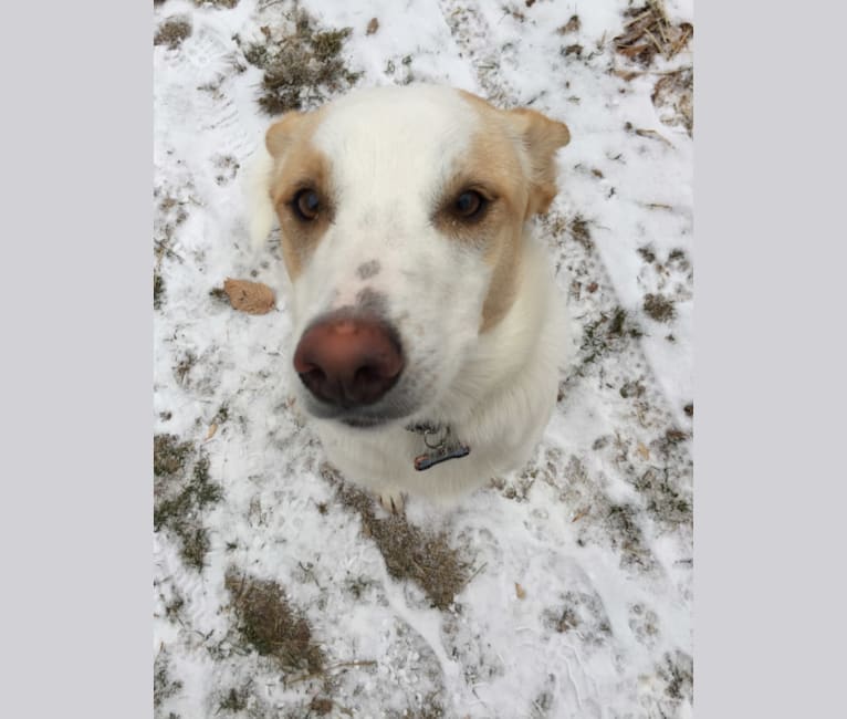 Lupe, a Great Pyrenees and Australian Cattle Dog mix tested with EmbarkVet.com