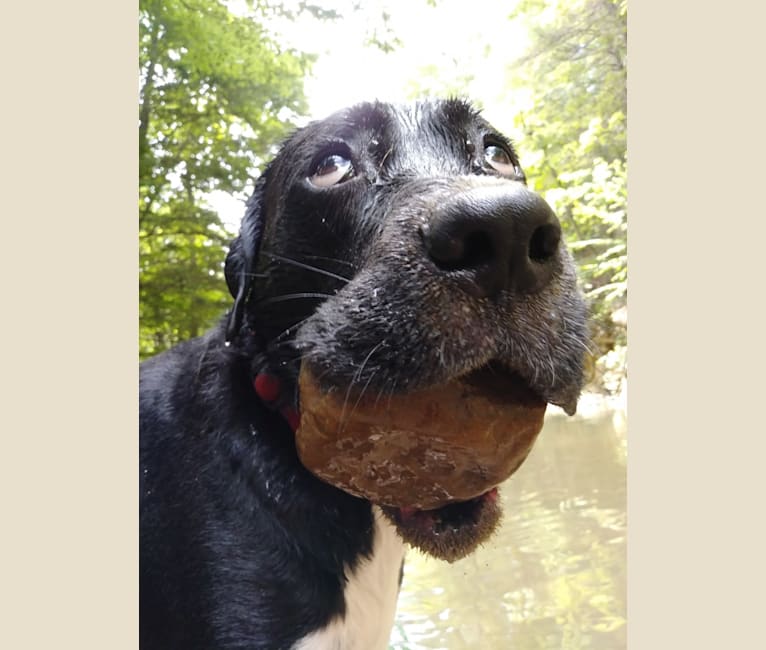 Ruger, a Boxer and American Pit Bull Terrier mix tested with EmbarkVet.com
