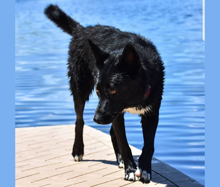 Apollo, a Siberian Husky and Chow Chow mix tested with EmbarkVet.com