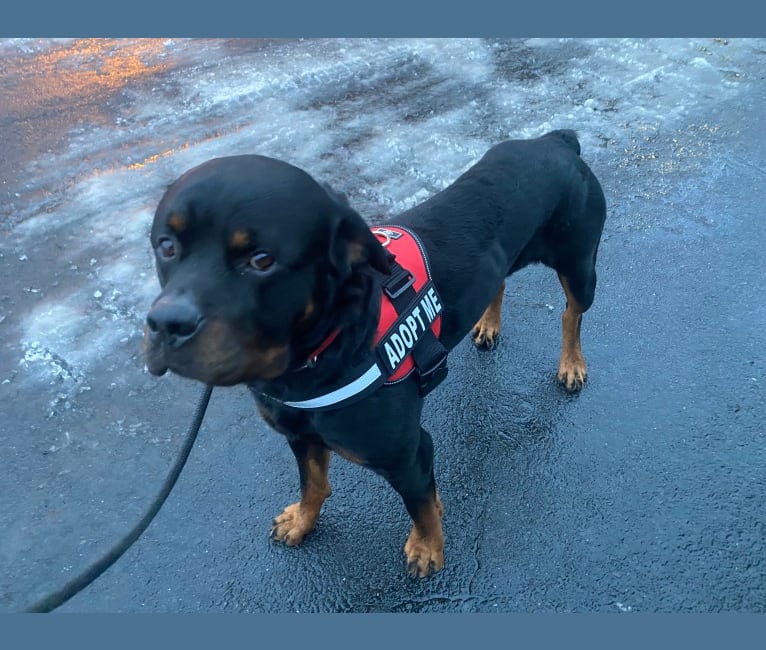 Moose, a Rottweiler tested with EmbarkVet.com