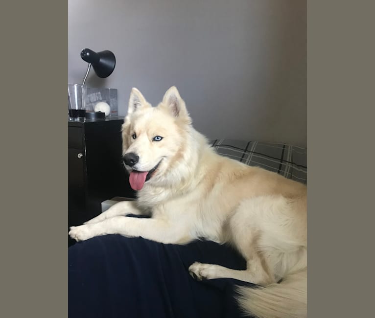 Husky samoyed german shepherd mix discount