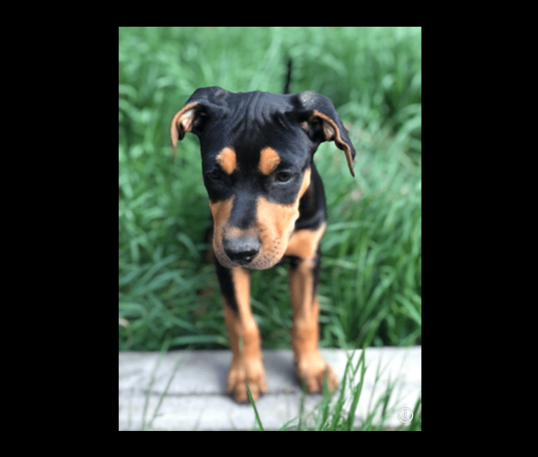 Zayla, a Doberman Pinscher and American Pit Bull Terrier mix tested with EmbarkVet.com