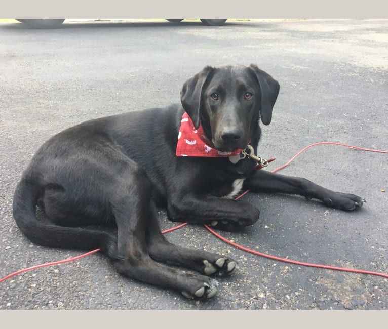 Bloodhound border top collie mix