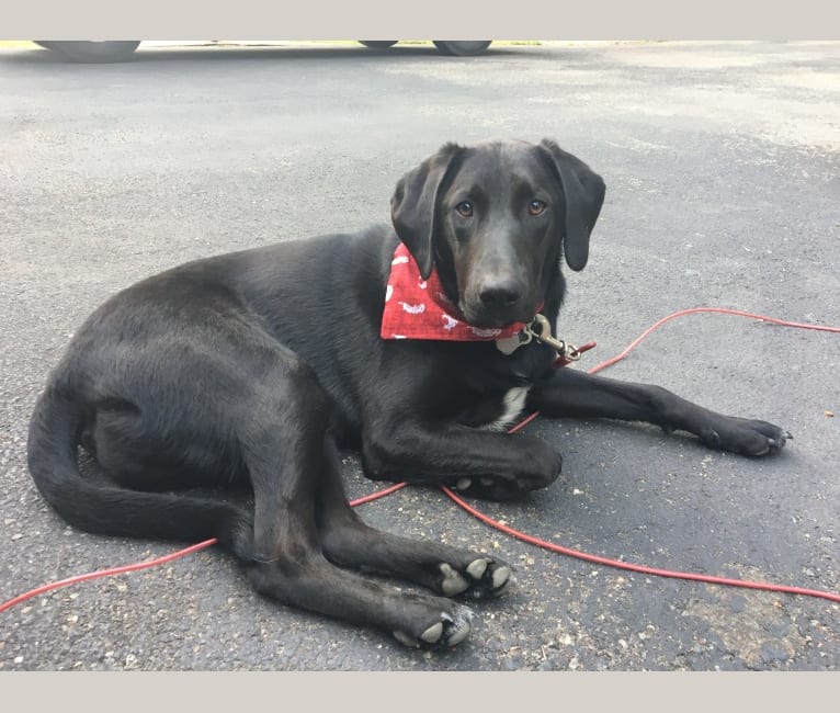 Camper, a Border Collie and Bloodhound mix tested with EmbarkVet.com