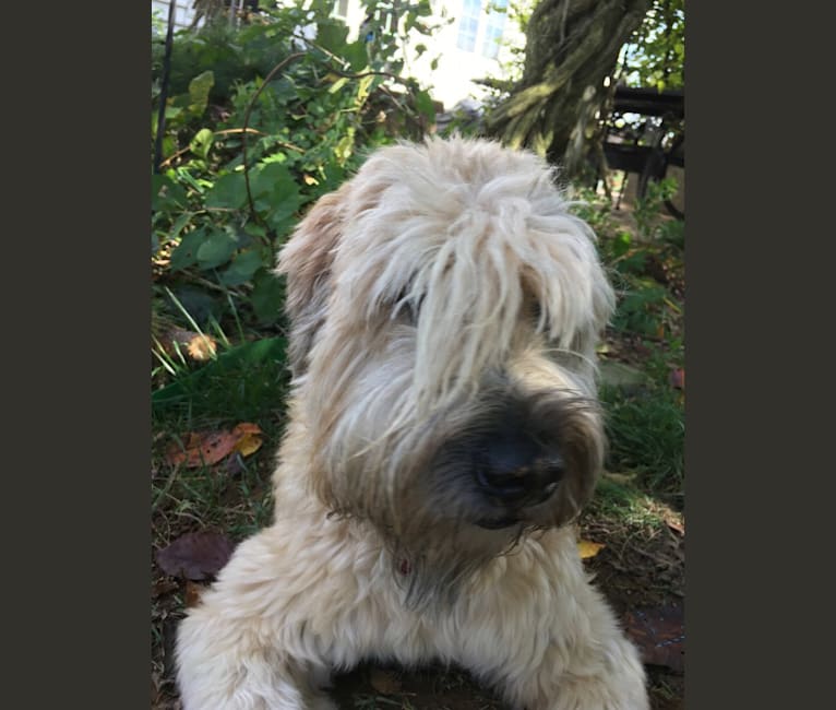 Desmond, a Soft Coated Wheaten Terrier tested with EmbarkVet.com