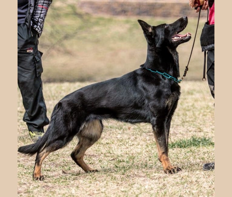 Melanistic black and tan german shepherd outlet