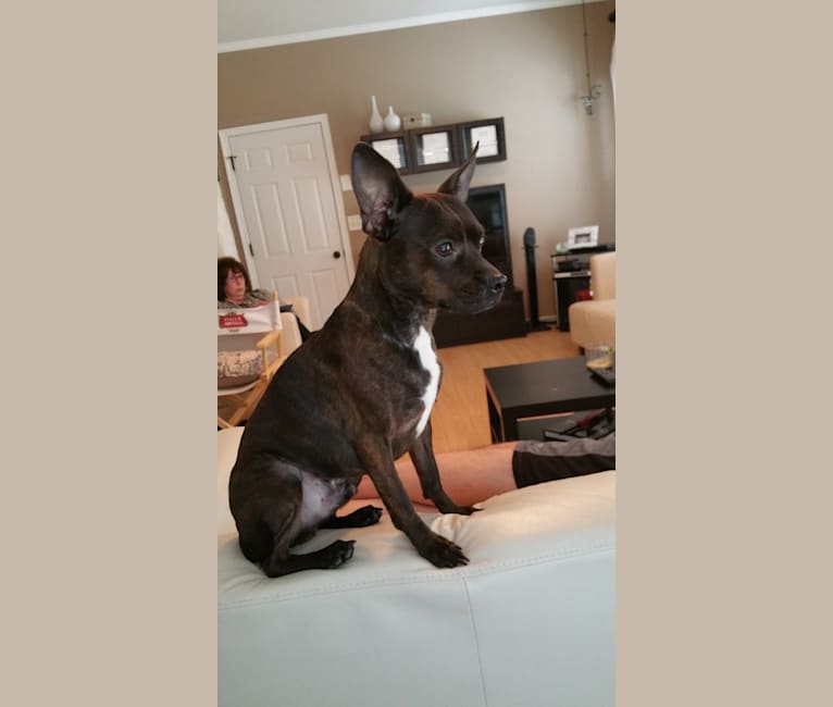 Embark Dog DNA Test Breed