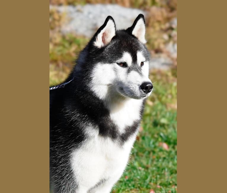 Seamus, a Siberian Husky tested with EmbarkVet.com