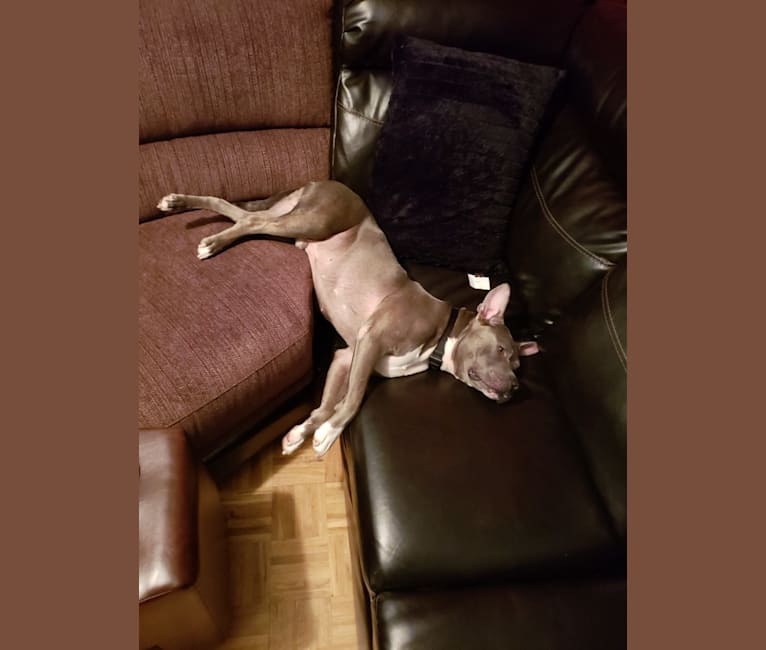 Photo of Yoshi, an American Pit Bull Terrier and American Staffordshire Terrier mix in Ohio, USA