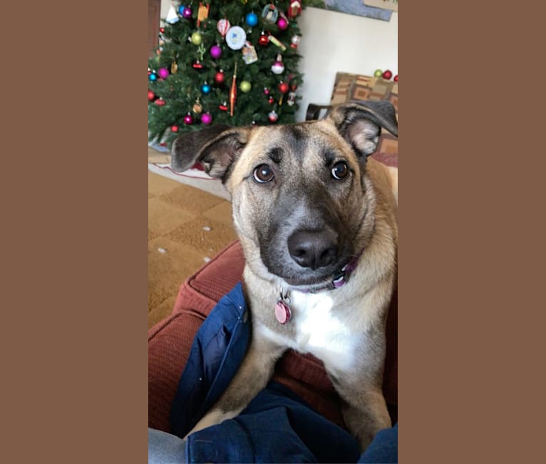 Photo of Violet, a German Shepherd Dog, Chow Chow, Boxer, and Mixed mix in Texas, USA