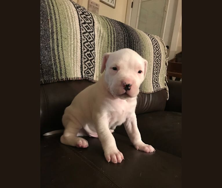 Titan, an American Bulldog and Dogo Argentino mix tested with EmbarkVet.com