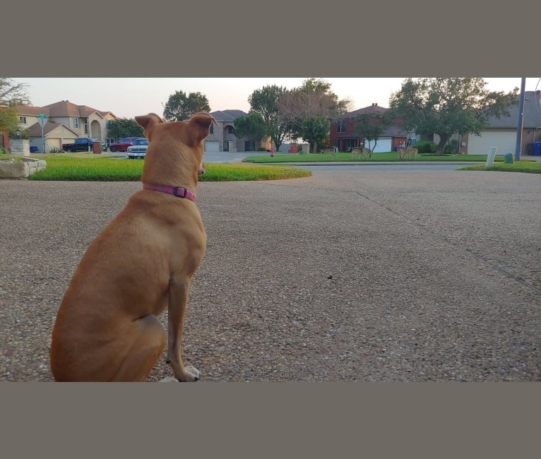 Photo of Belle, an American Pit Bull Terrier, Miniature Schnauzer, Australian Shepherd, and Mixed mix in Austin, TX, USA