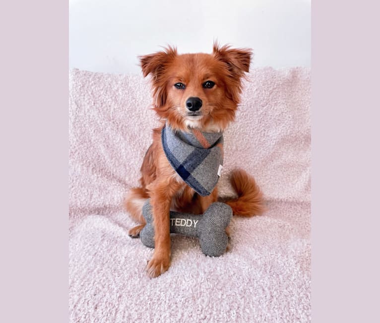Teddy, a Chihuahua and Poodle (Small) mix tested with EmbarkVet.com
