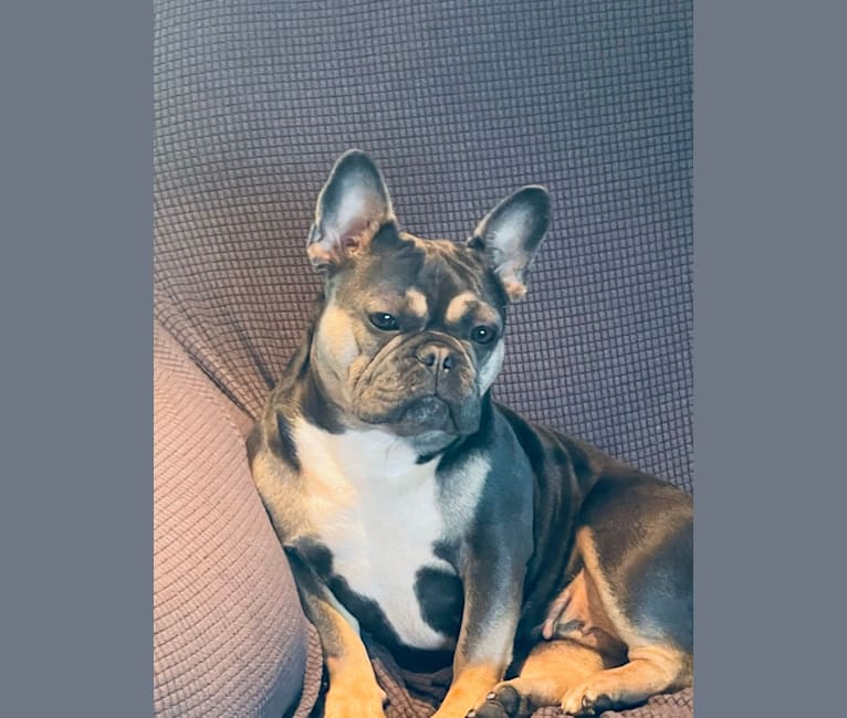 OG Babe or Queen of Cleveland Ohio, a French Bulldog tested with EmbarkVet.com
