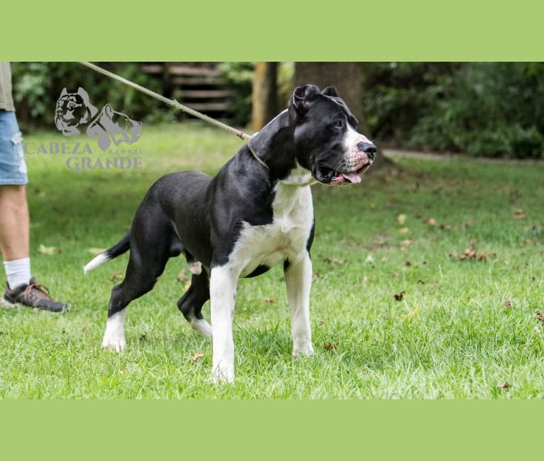 Tuxedo, a Perro de Presa Canario tested with EmbarkVet.com