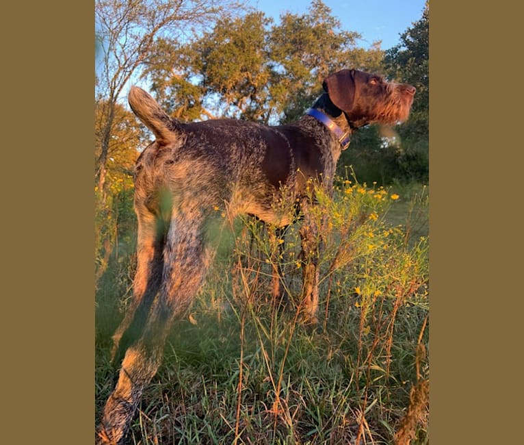 TYE, a German Wirehaired Pointer tested with EmbarkVet.com