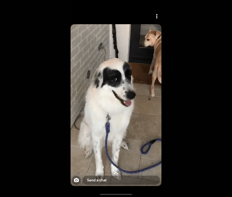 Zorro, a Great Pyrenees tested with EmbarkVet.com