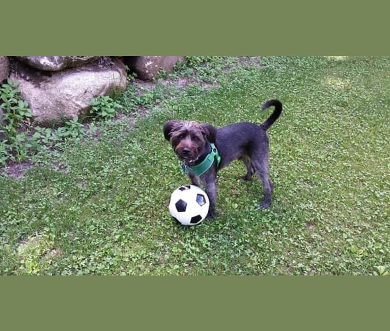 Odin, an American Pit Bull Terrier and Miniature Schnauzer mix tested with EmbarkVet.com