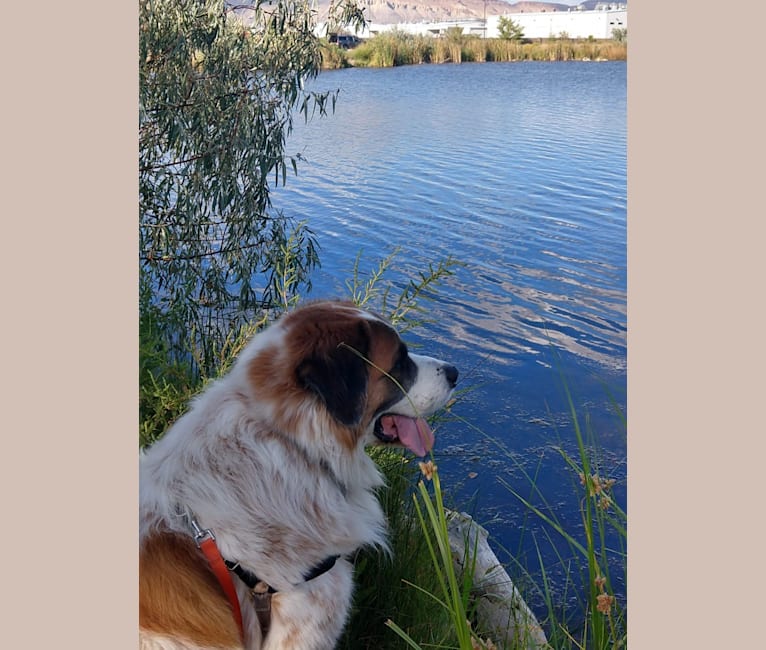Photo of Darby, a Great Pyrenees and Saint Bernard mix in Grand Junction, Colorado, USA