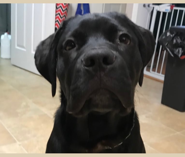 Max, a Bullmastiff and Newfoundland mix tested with EmbarkVet.com