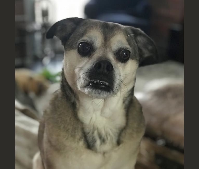 Photo of Atlas, a Pug, Beagle, and Australian Cattle Dog mix in Bloomfield Twp, Michigan, USA