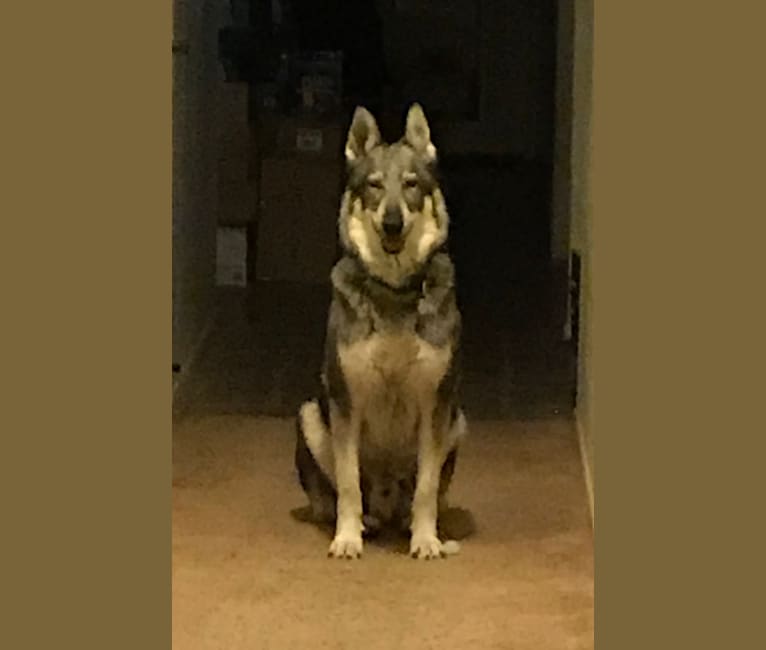 Photo of Wylie, a German Shepherd Dog mix in Nipomo, California, USA