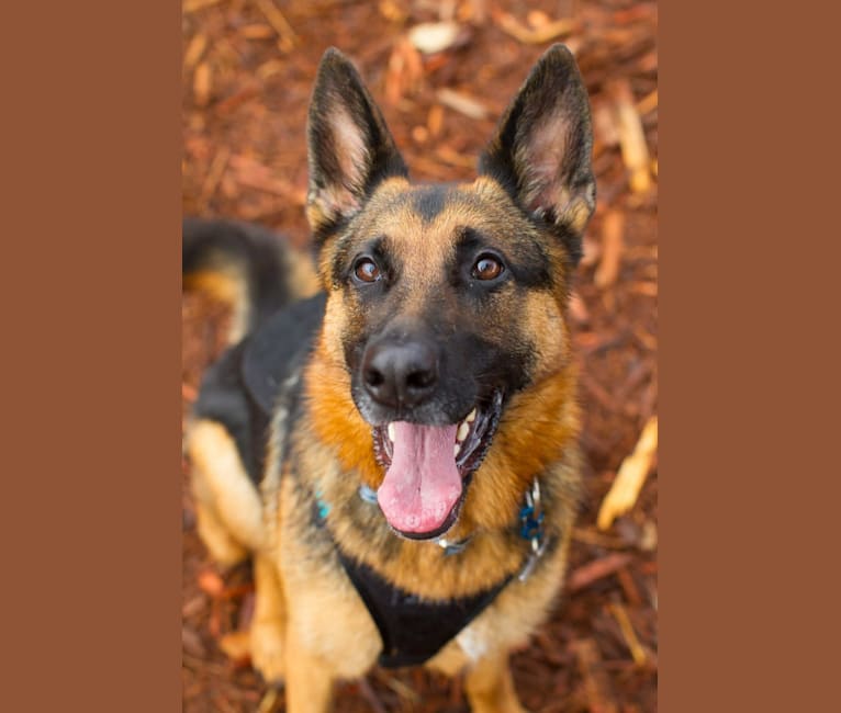 Anya, a German Shepherd Dog tested with EmbarkVet.com