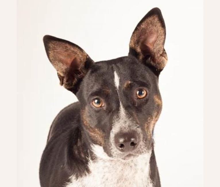 Photo of Tulip, a Siberian Husky, Australian Cattle Dog, and Staffordshire Terrier mix in Merced, CA, USA