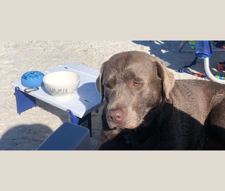 Stormi Grace, a Labrador Retriever tested with EmbarkVet.com