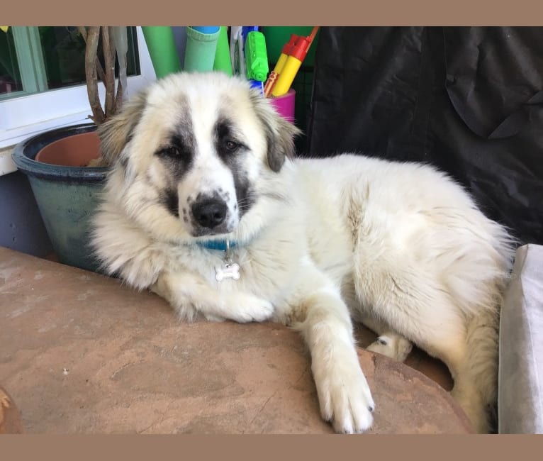 Embark Dog DNA Test Breed