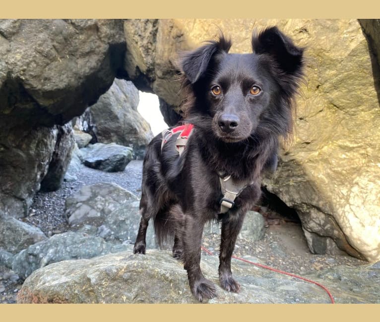 Photo of Bleu, a Chihuahua, American Pit Bull Terrier, Pomeranian, and Mixed mix in Riverside, CA, USA